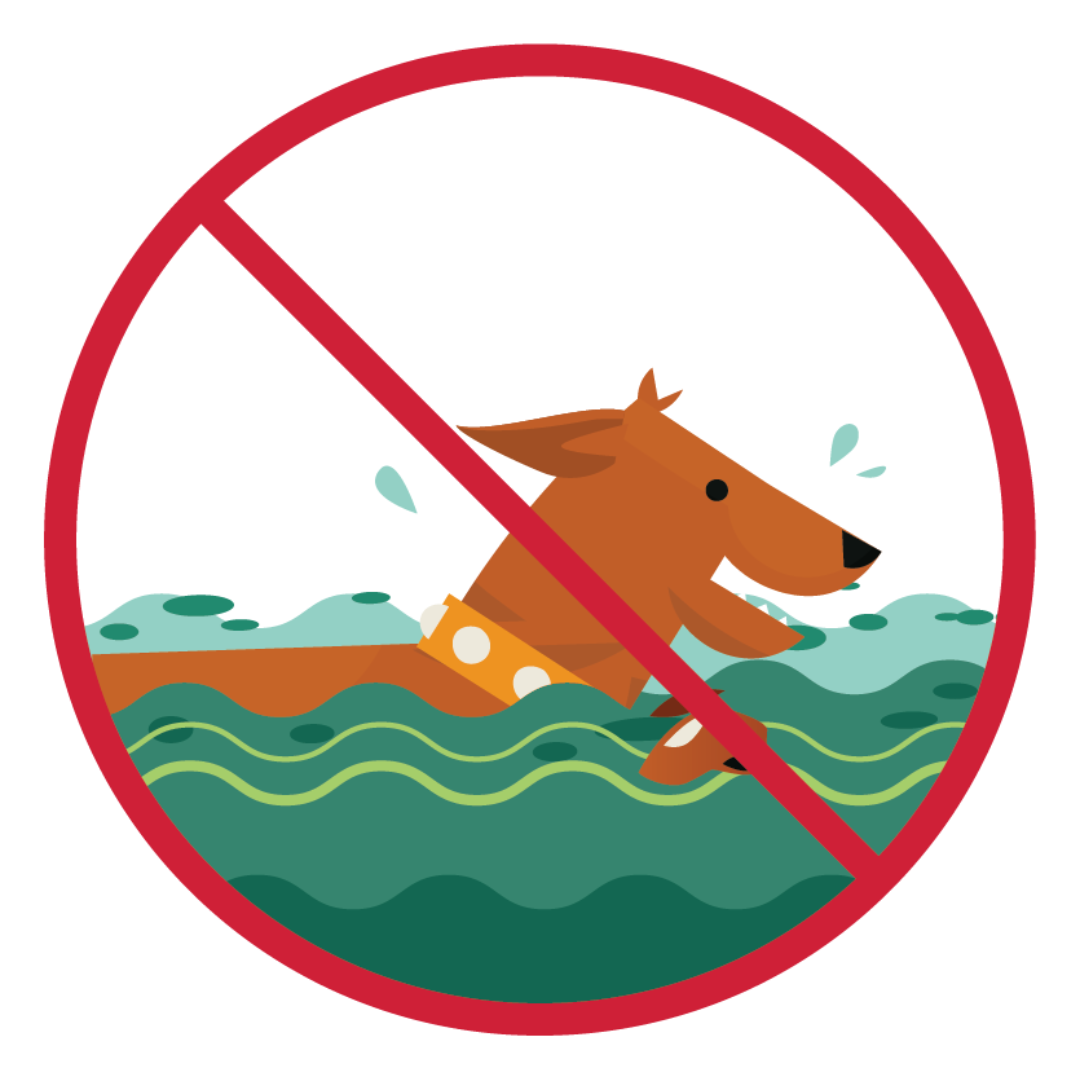 Don't let animals swim in scummy water Ilustración de un perro nadando en agua con lama y algas. Una línea roja atravesando la ilustración indica que sus animales no deberían nadar en este tipo de agua.