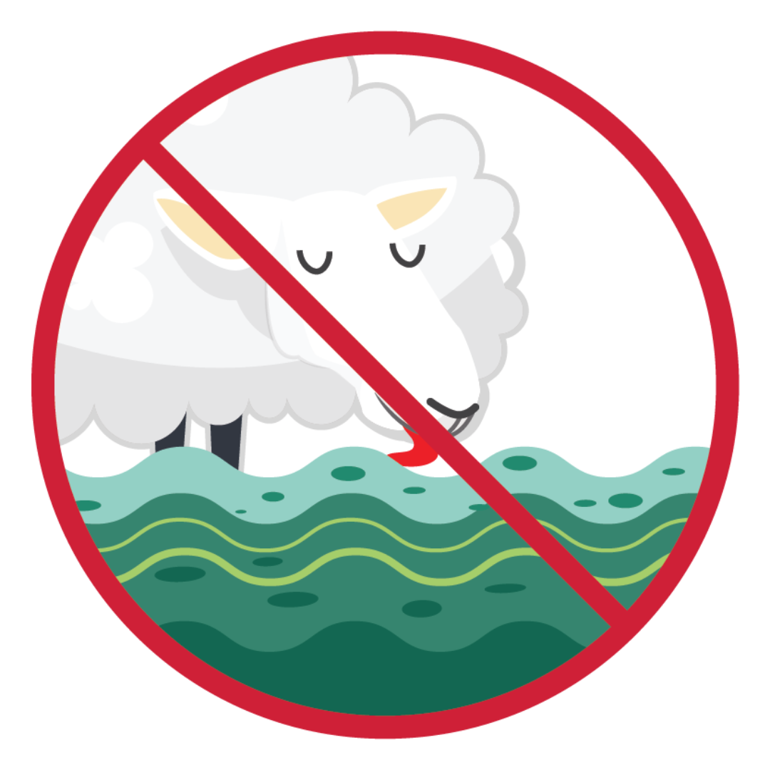 Don't let animals drink algae water Ilustración de una oveja bebiendo agua con lama y algas. Una línea roja atravesando la ilustración indica que sus animales no deberían beber este tipo de agua.