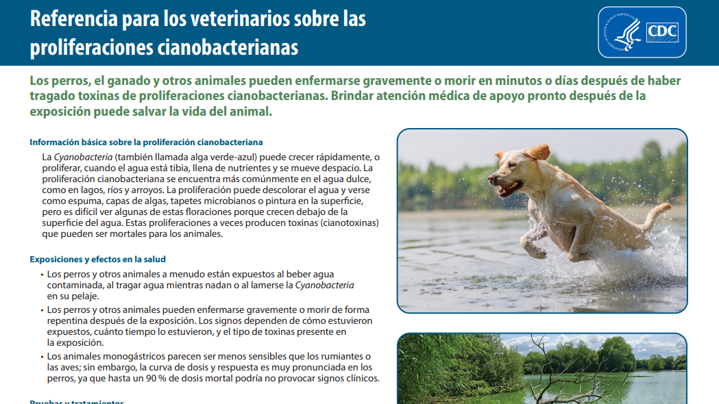 thumbnail-spanish-vet-reference