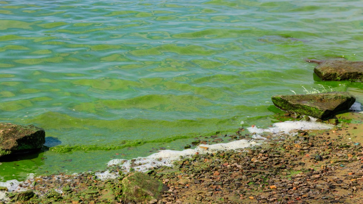 Green water along sandy shore with rocks Agua de lago verde subiendo por la costa de arena. Las piedras en la costa tienen lama.