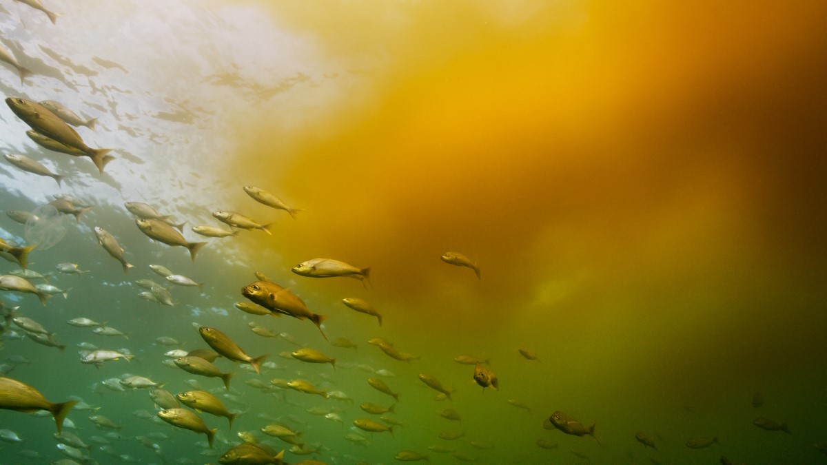 — title missing — Underwater view of fish swimming. A cloud of algae is coming in from the top right