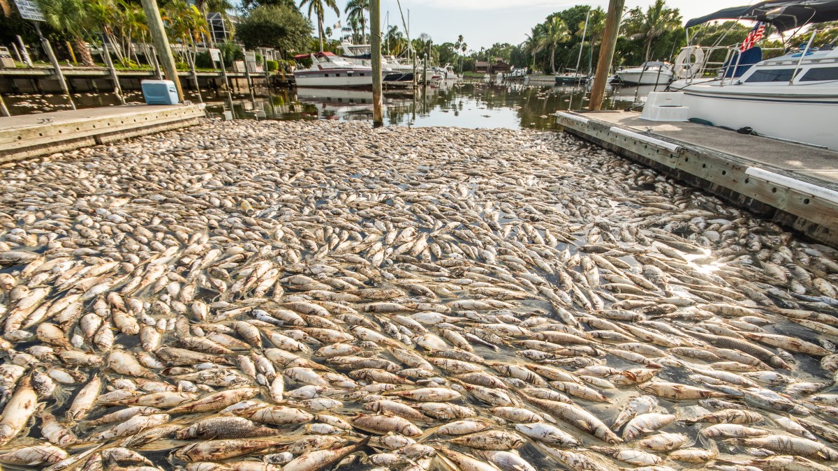 — title missing — A large number of dead fish floating in the water at a marina surrounded by docked boats