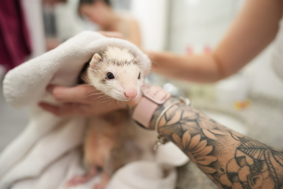 Ferret Bath A pet ferret gets toweled down after a bath.