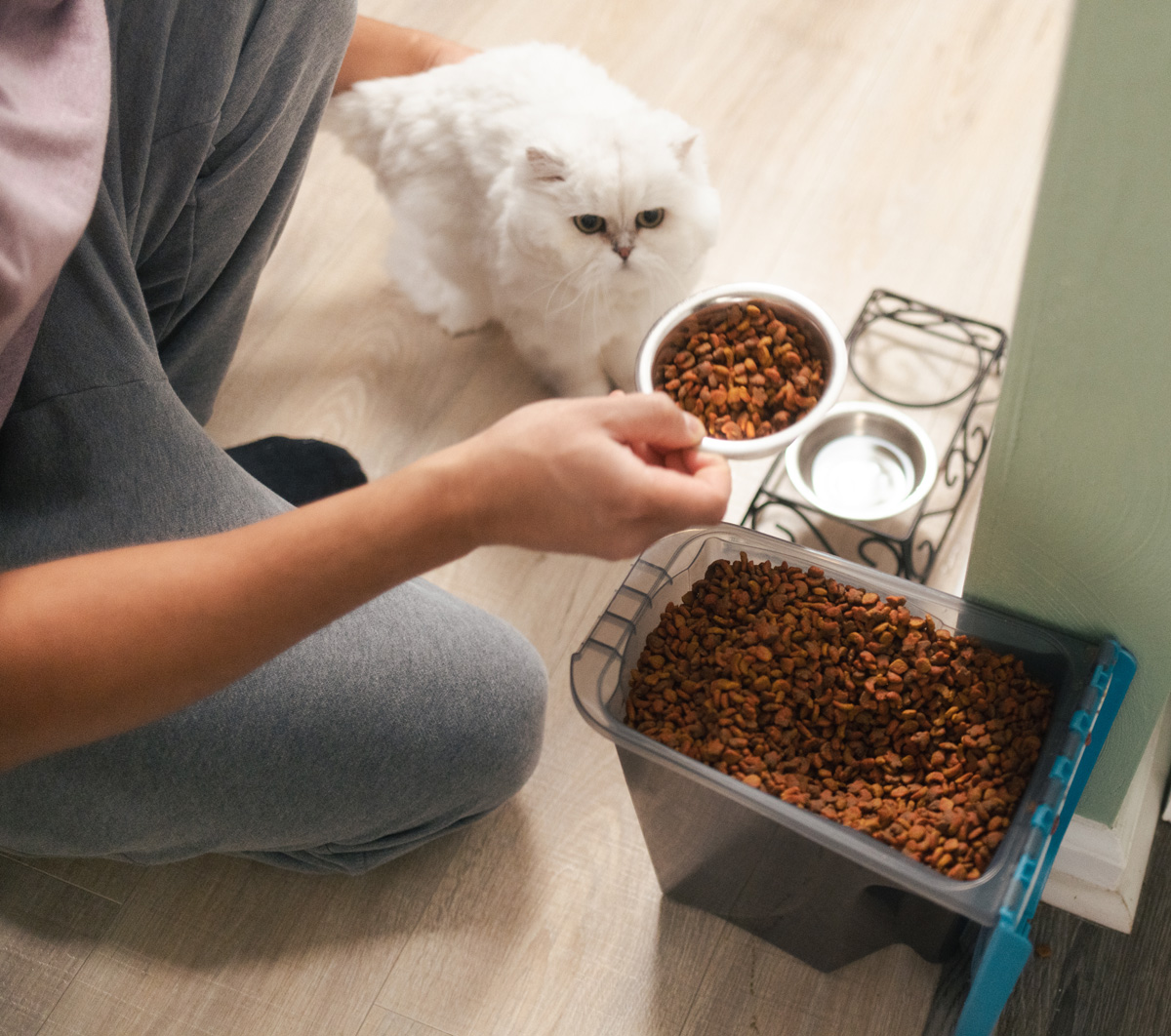 Cat kibble A pet owner measures out kibble for a white cat