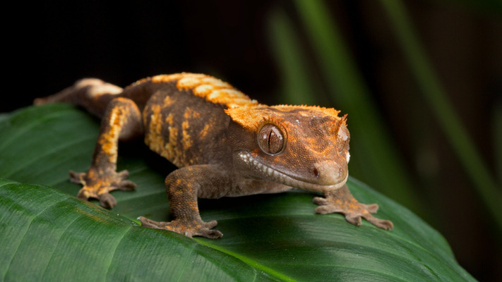 Crested gecko A crested gecko