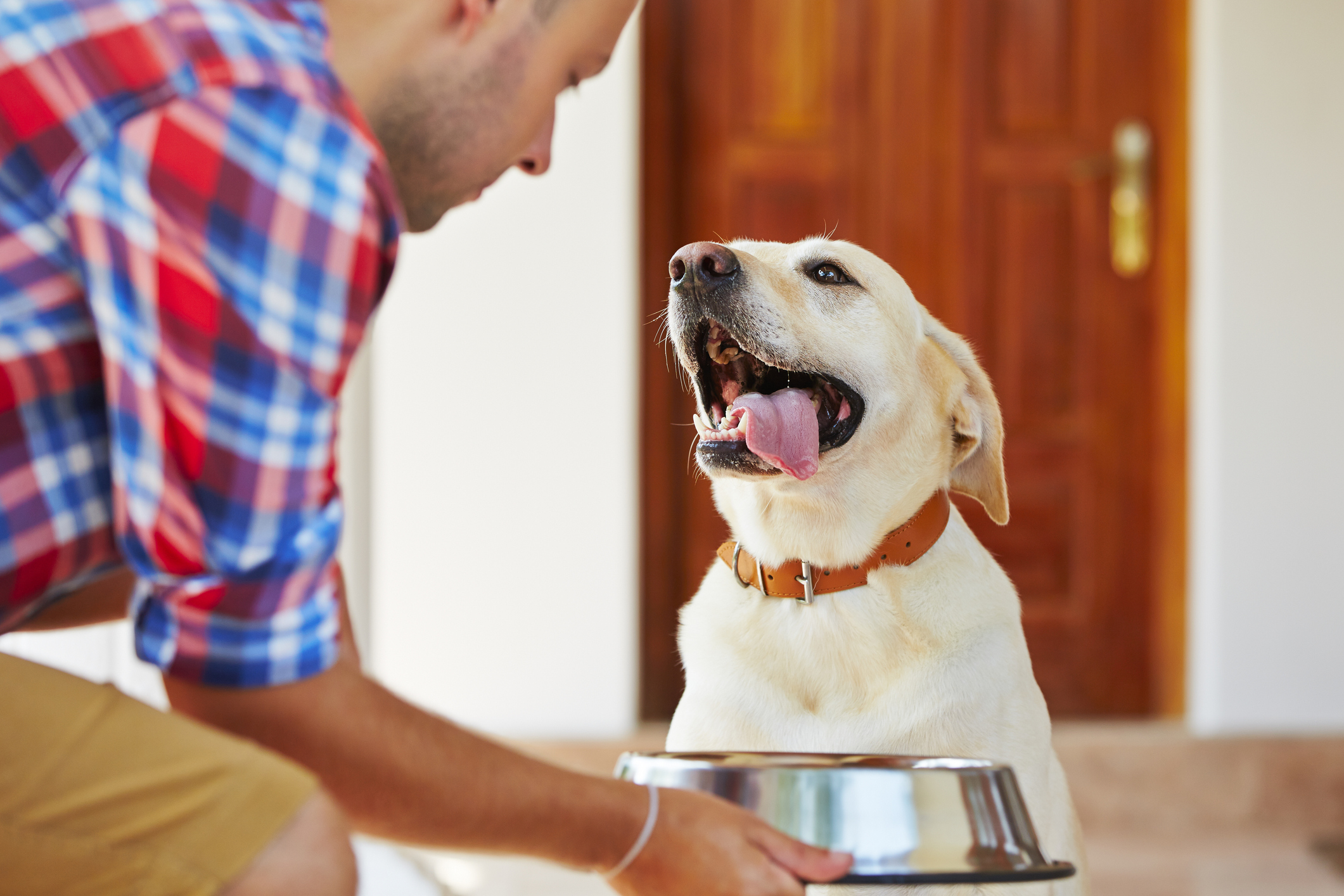 A man sets a dog food bowl down in front of a yellow lab.