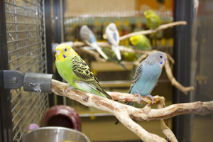 Large bird enclosure with two birds sitting on perches.