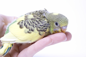 Young budgie bird bites a person's hand