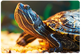 turtles turtle image