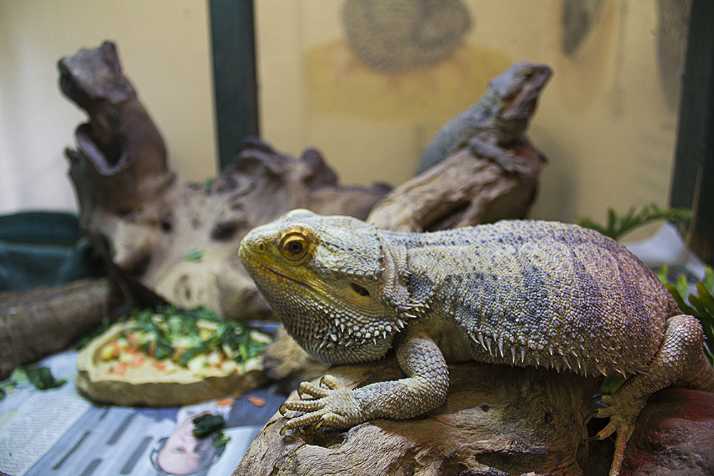 Bearded Dragons relaxing in their environment Bearded Dragons relaxing in their environment