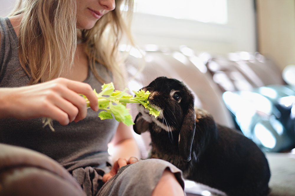 Feeding a Rabbit Celery Feeding a Rabbit Celery