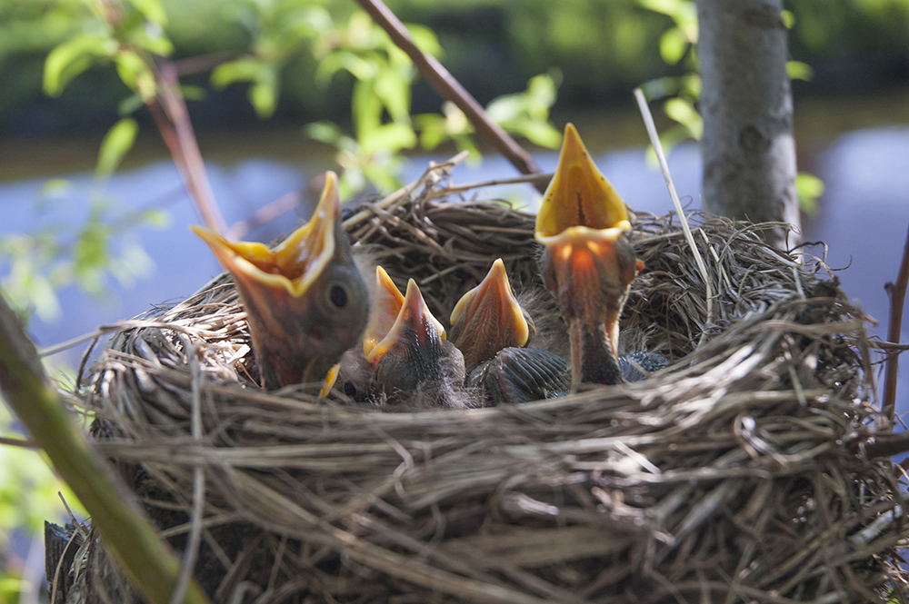 Little children Birds in a nest Little children Birds in a nest