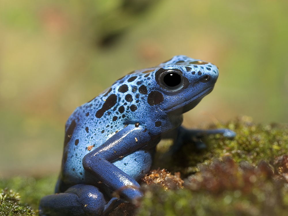 Blue Poison Dart Frog Blue Poison Dart Frog