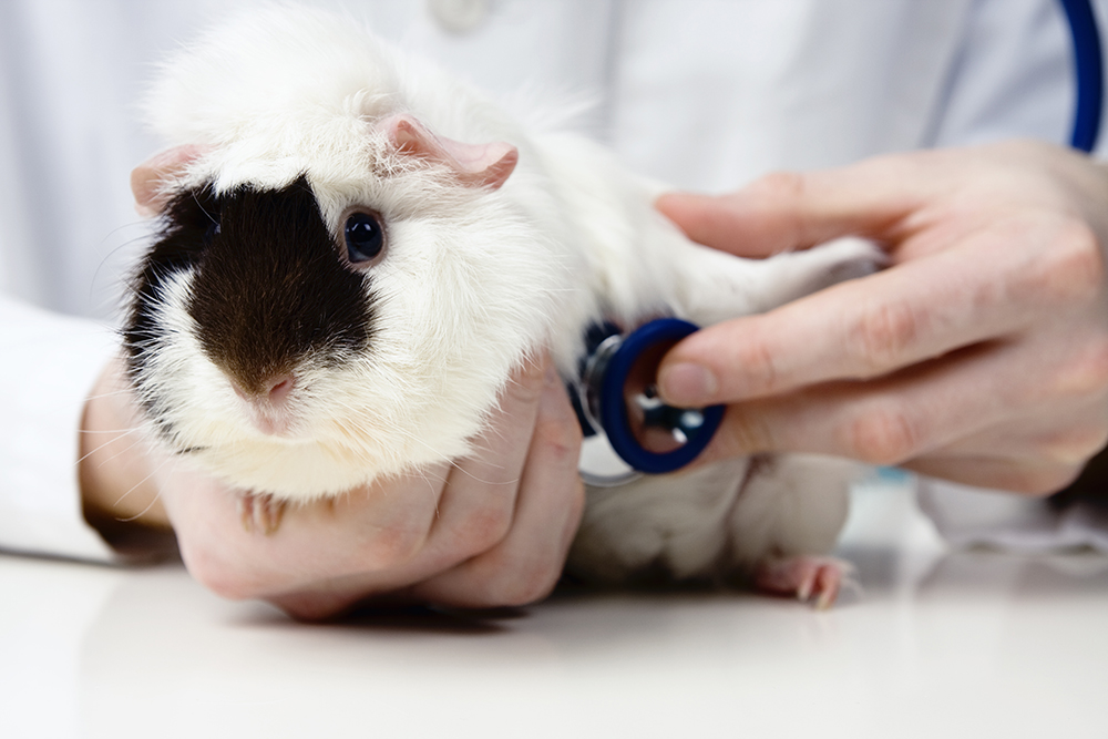 The hamster is having its heart checked A hamster having its heart checked