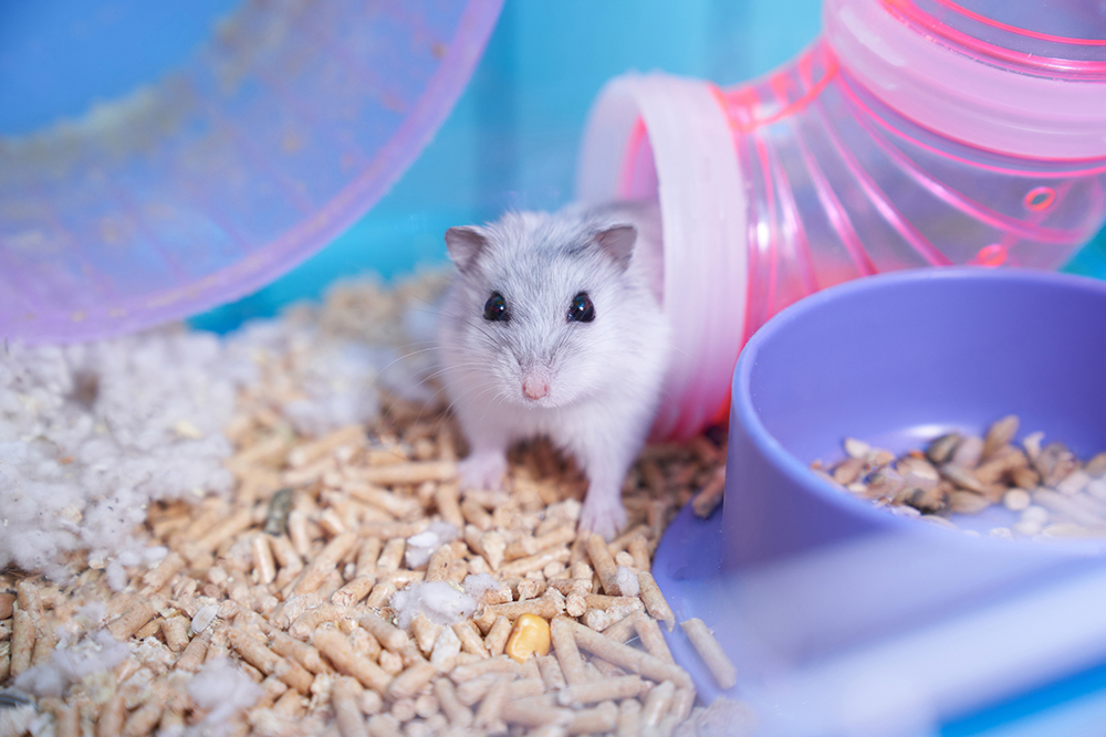 Dzungarian hamster in a multicolored cage with a wheel Dzungarian hamster in a multicolored cage with a wheel