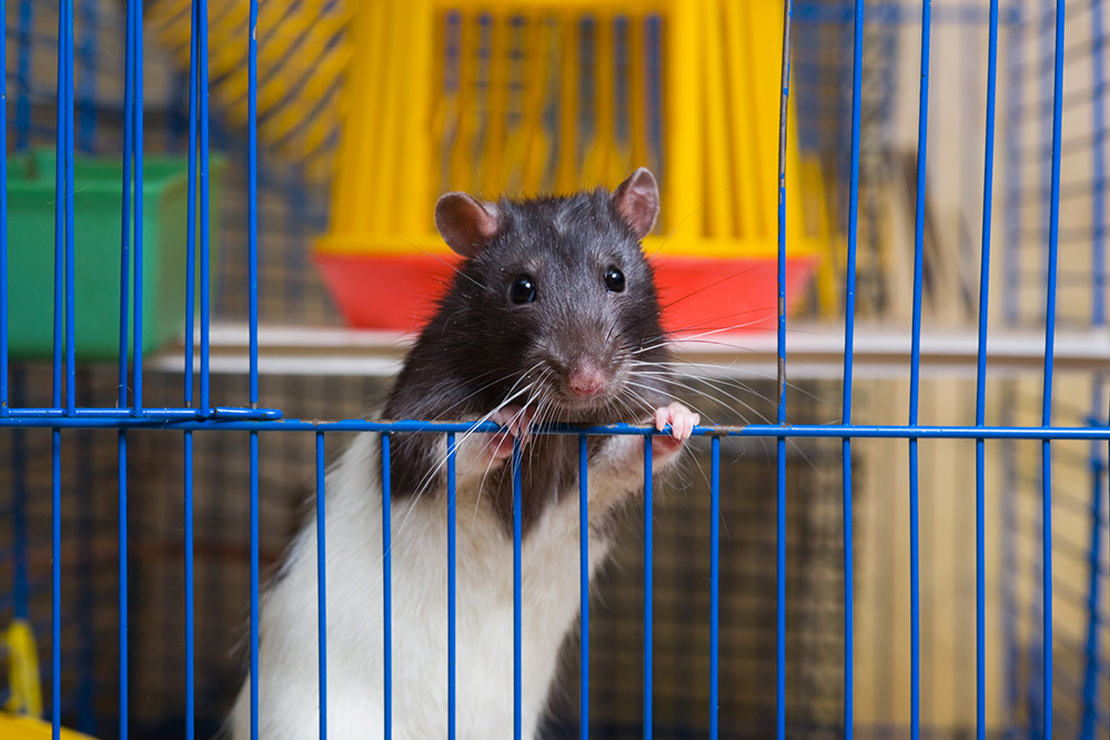 Pet rat in a cage Pet rat in a cage