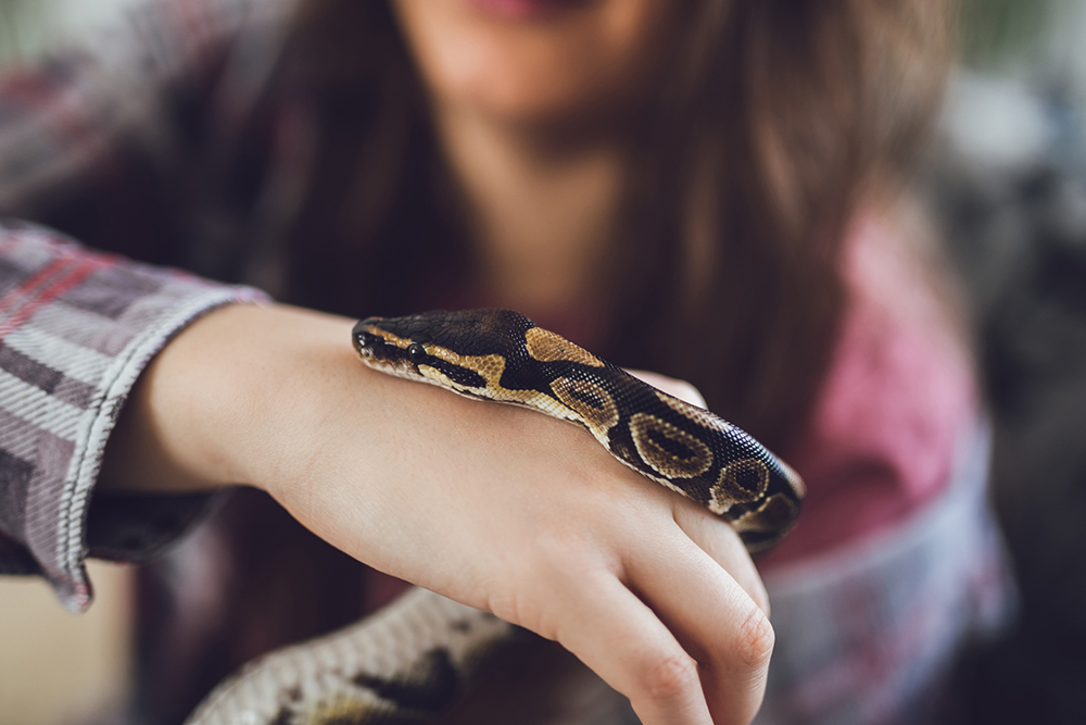 young woman holding snake young woman holding snake