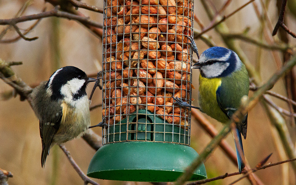 Two birds reaching for nuts Two birds reaching for nuts