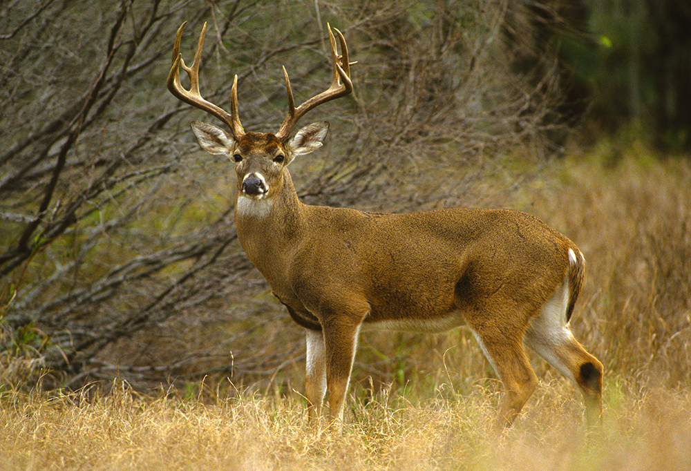 Huge White-tailed Buck Huge White-tailed Buck