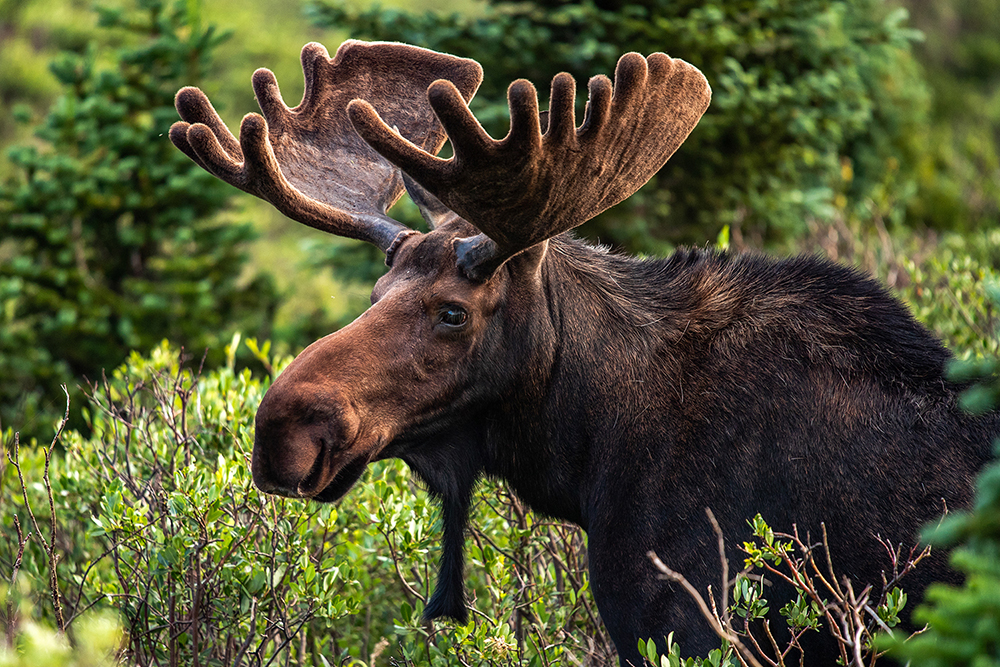 Colorado Bull Moose Colorado Bull Moose