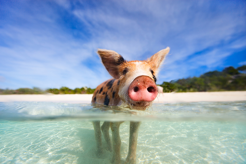 Swimming pigs of Exumas Swimming pigs of Exumas