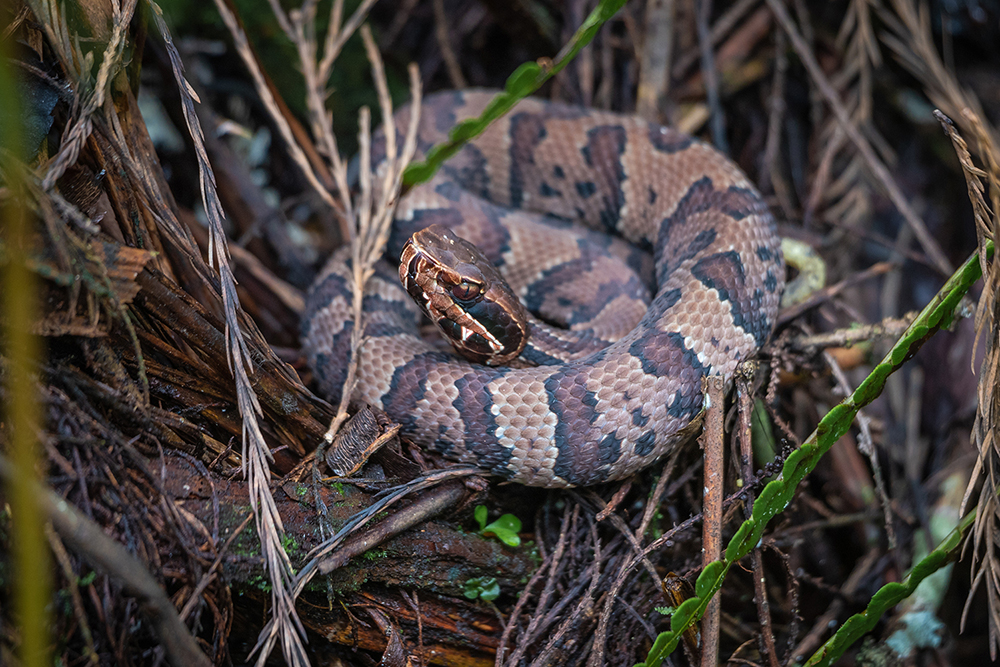Water Moccasin, also known as Cottonmouth Snakes Water Moccasin, also known as Cottonmouth Snakes