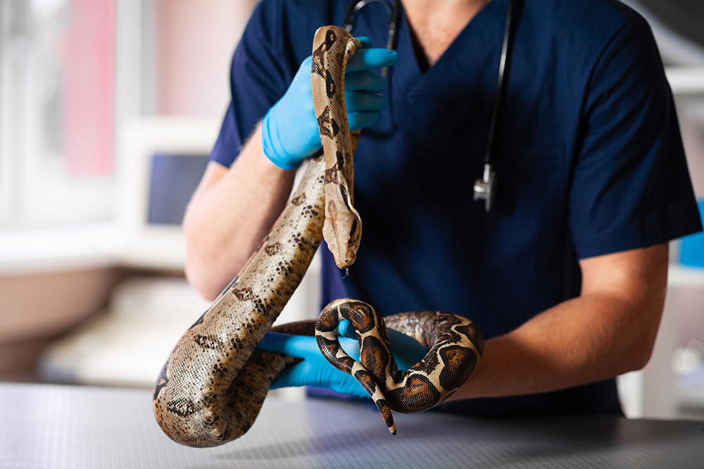 Close-up of snake in hands of caring vet Close-up of snake in hands of caring vet