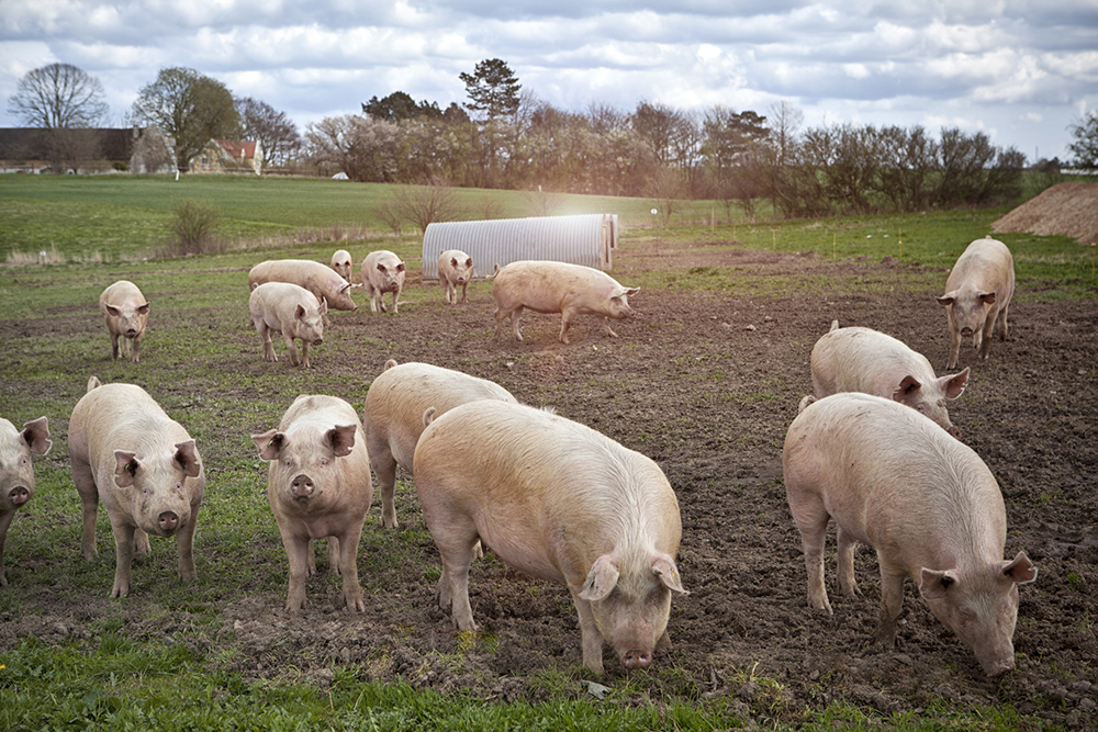 a group of pigs eating outdoors.