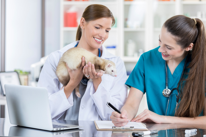 — title missing — Veterinarians examining a pet ferret.