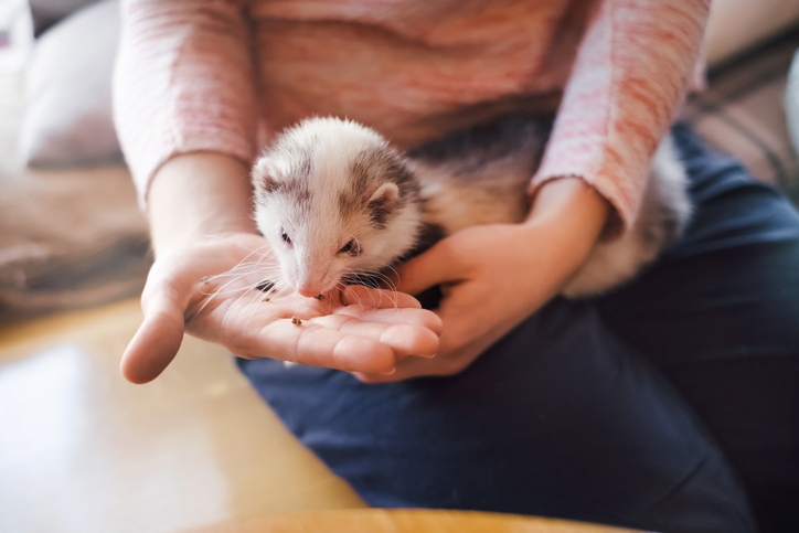 — title missing — Pet ferret eating from the hand of its owner.