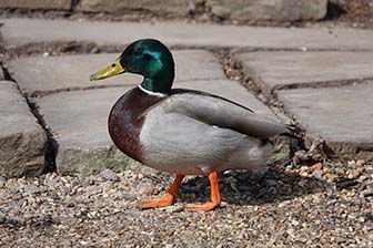 A duck standing on gravel.