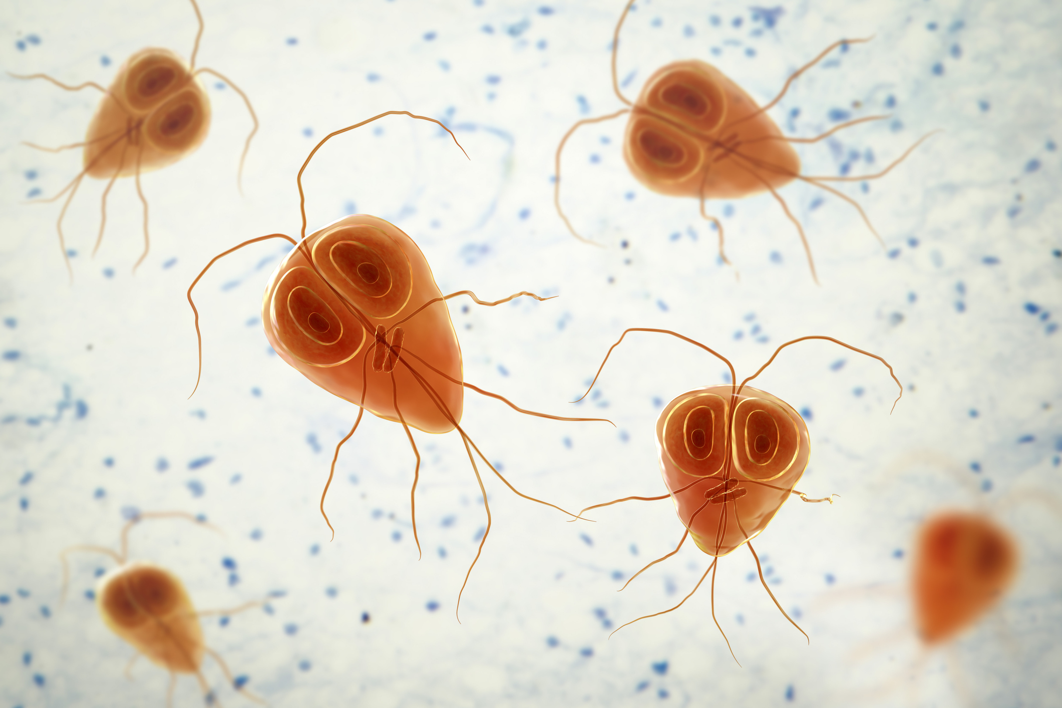 — title missing — Microscopic view of Giardia