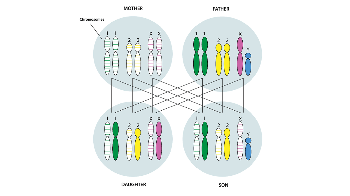 Image of 4 cells, one for a mother, daughter, son, and father. Each cell has its unique set of chromosomes.