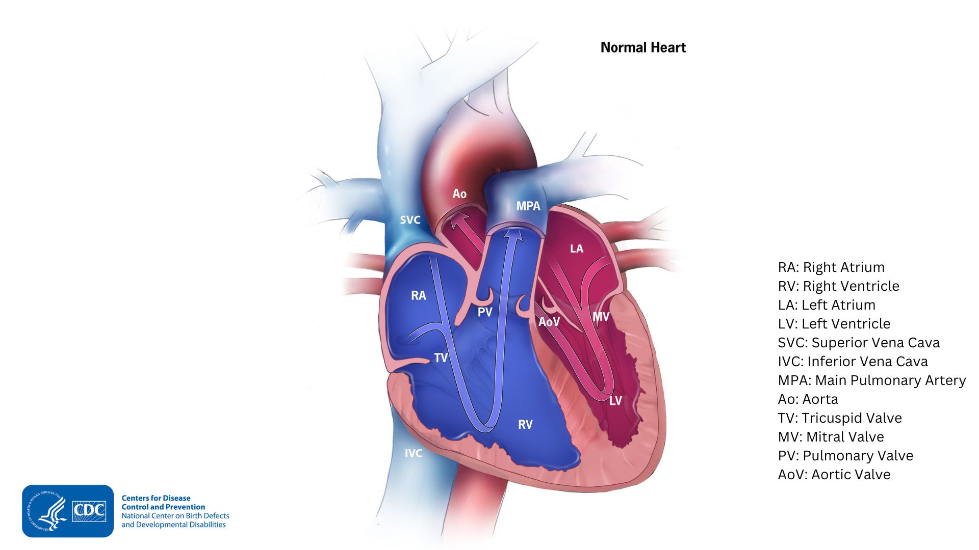 — title missing — Diagram of a normal heart