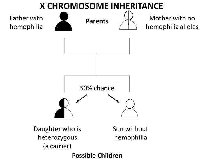 Diagram that explains percent chance of hemophilia inheritance if mother is not a carrier and father has hemophilia