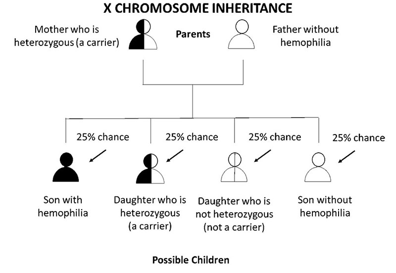 Diagram that explains percent chance of hemophilia inheritance if mother is a carrier and father does not have hemophilia.