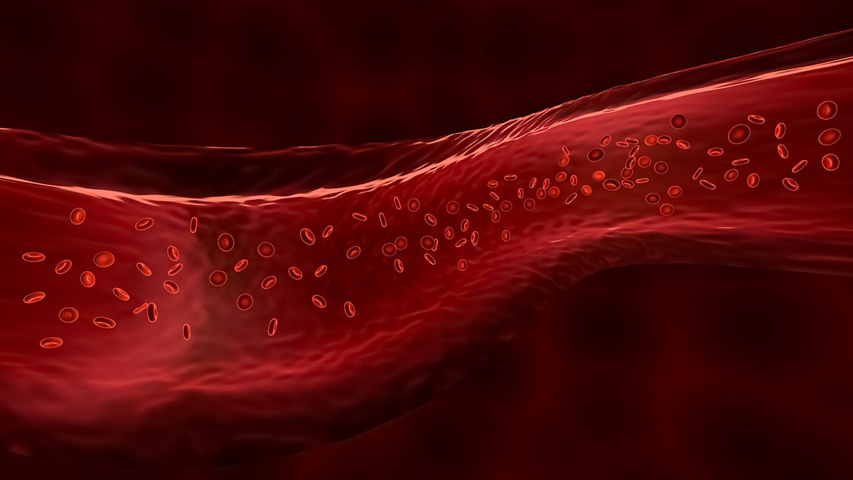 Blood cells in a vein