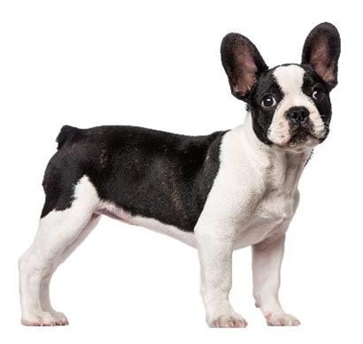 perro blanco y negro perro blanco y negro