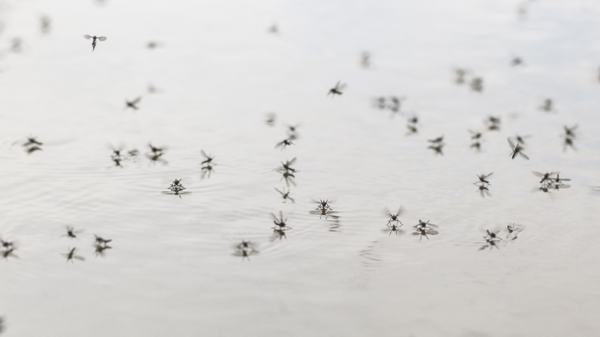 Mosquitoes on water