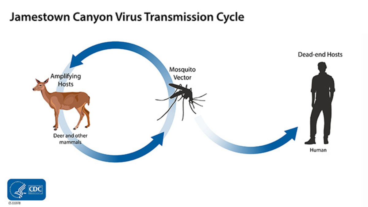 Jamestown Canyon virus transmission cycle. A mosquito and a deer are shown on opposite sides of a circle with arrows connecting them to represent how Jamestown Canyon virus cycles between mosquitoes and mammals. Another arrow points from the mosquito to a figure of a person outside of the circle. People can become infected when an infected mosquito bites them. People are considered dead-end hosts because, unlike deer and other mammals, they can’t pass the virus on to other biting mosquitoes