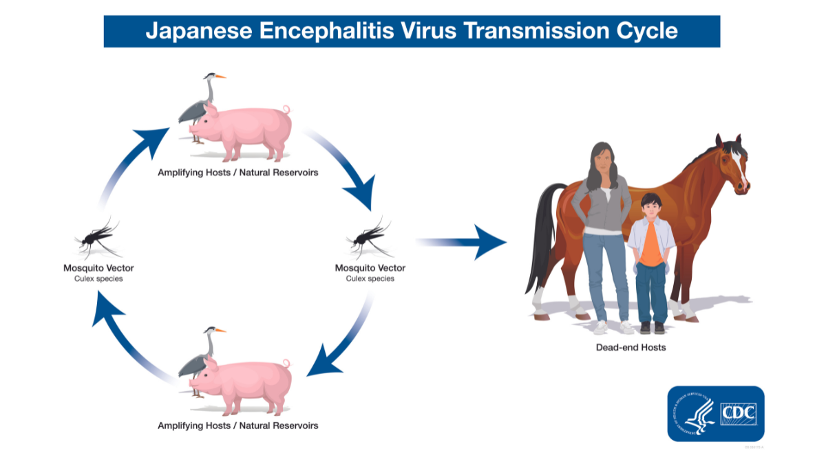 — title missing — Japanese encephalitis transmission cycle. A mosquito and a pig/wading bird are shown on opposite sides of a circle with arrows connecting them to represent how Japanese encephalitis cycles between mosquitoes and animals. Another arrow points from the mosquito to a figure of a horse standing behind a woman and child person outside of the circle. People and horses can become infected bit by an infected mosquito. People and horses are considered dead-end hosts because, unlike pigs and wading birds, they can’t pass the virus on to other biting mosquitoes.