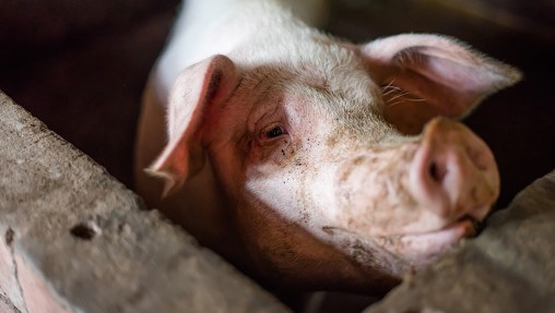 — title missing — Pig enclosed in a pen at a farm.