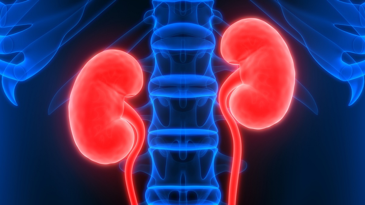 Kidney illustration Medical illustration of the kidneys