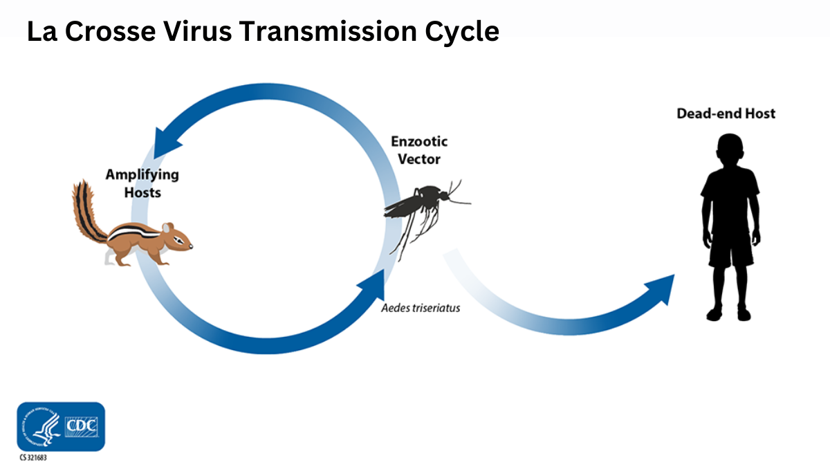 La Crosse virus transmission cycle illustrating passage of virus from mosquito to small mammals which amplify the virus as well as incidental infection of humans