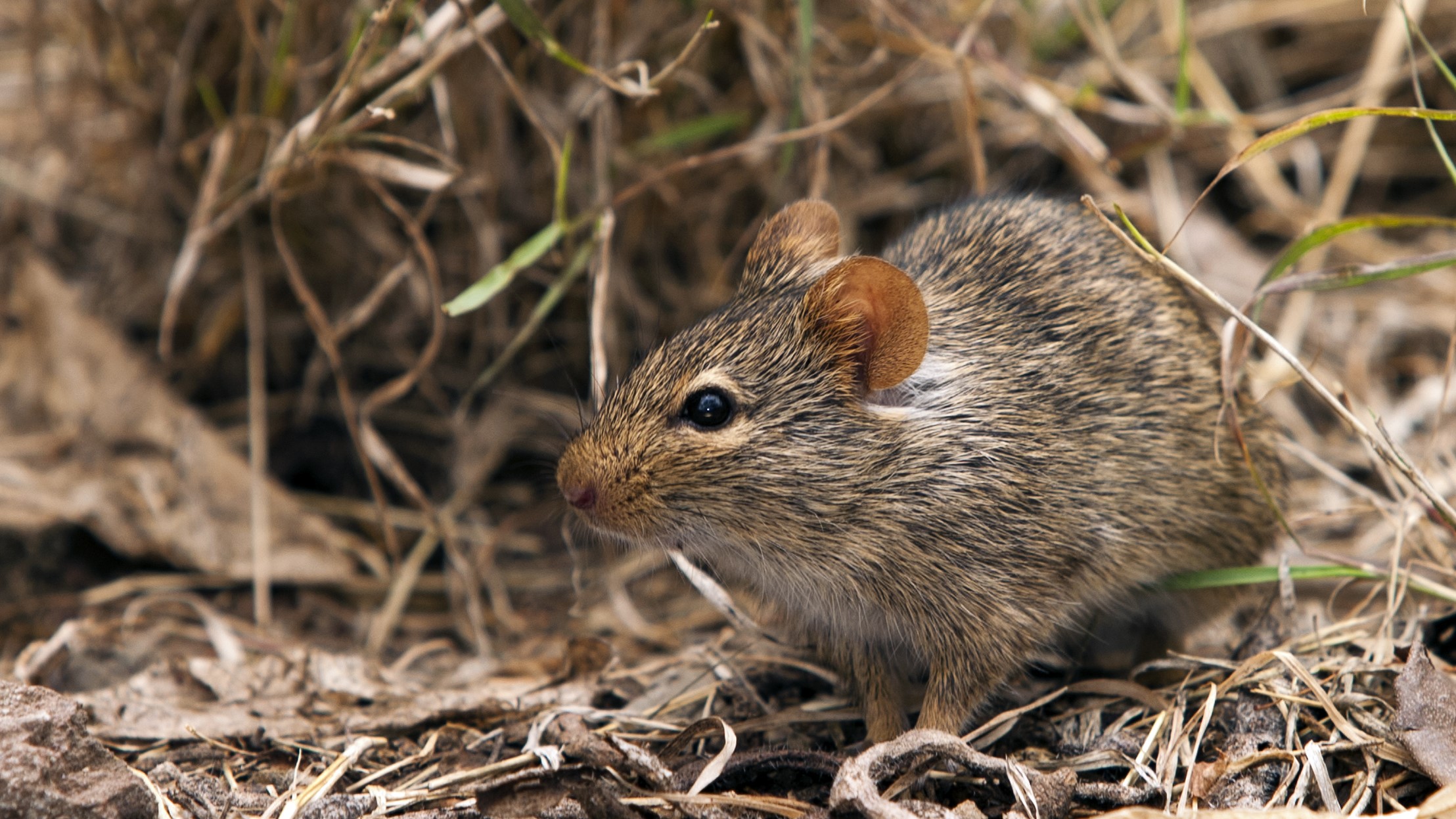 Mastomys Rat Lassa Fever A Mastomys natalensis sits in the grass