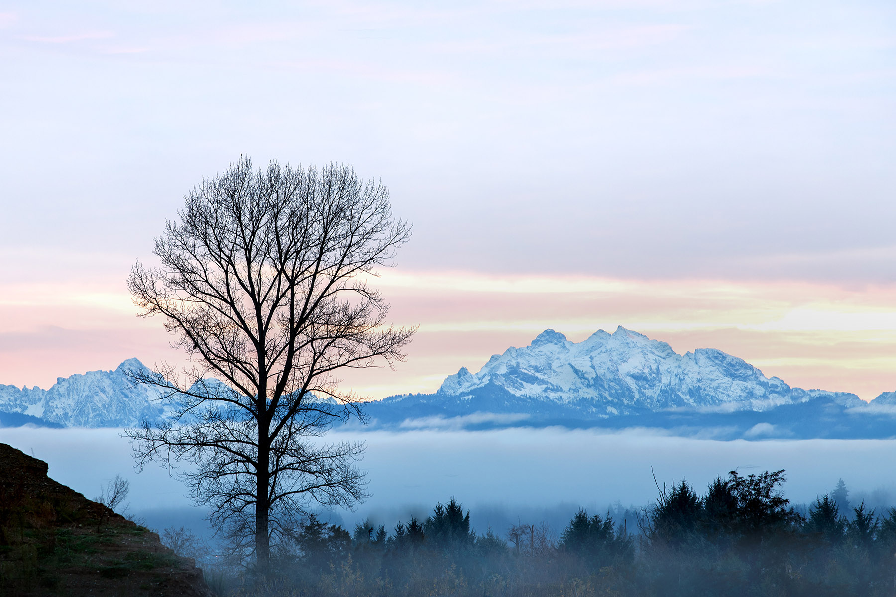 Snohomish County A leafless tree stands against a pastel sunrise with snow-capped mountains in the background.