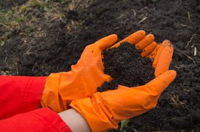handlingsoilsmall.jpg Gloved hands cupping soil.