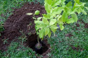 Planting tree small A tree planted in a small hole in the ground surrounded by grass and soil