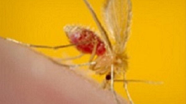 leishmaniasis-sandfly leishmaniasis-sandfly