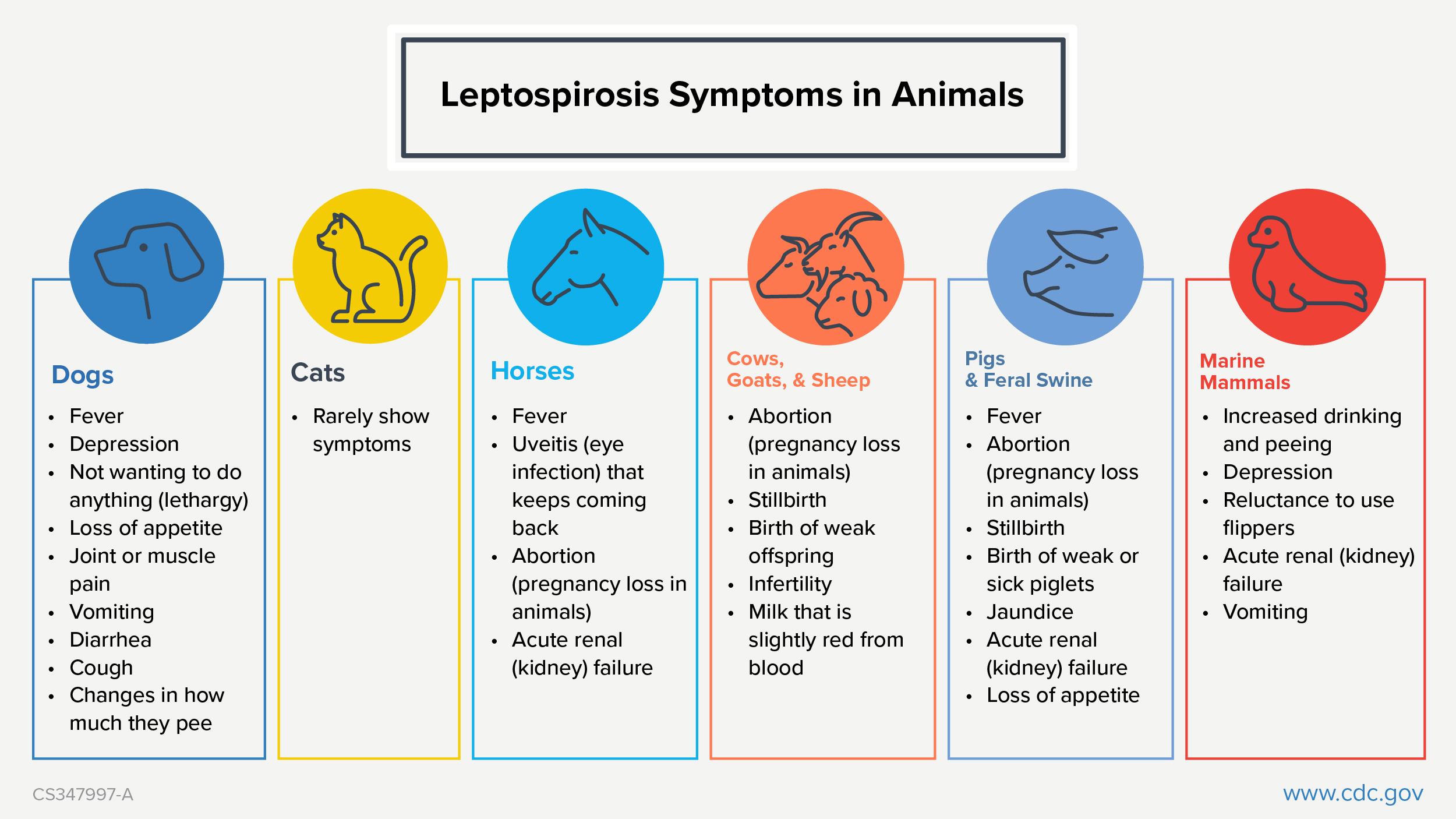 Symptoms of leptospirosis in dogs, cats, horses, cows, goats, sheep, pigs and feral swine, and marine mammals